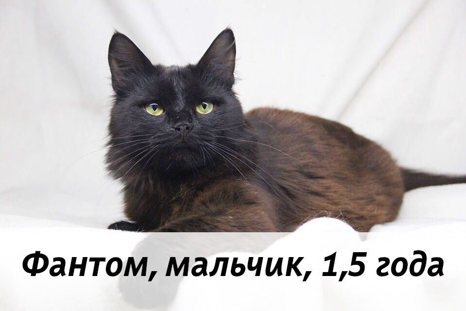 КОТЫ-УЧАСТНИКИ