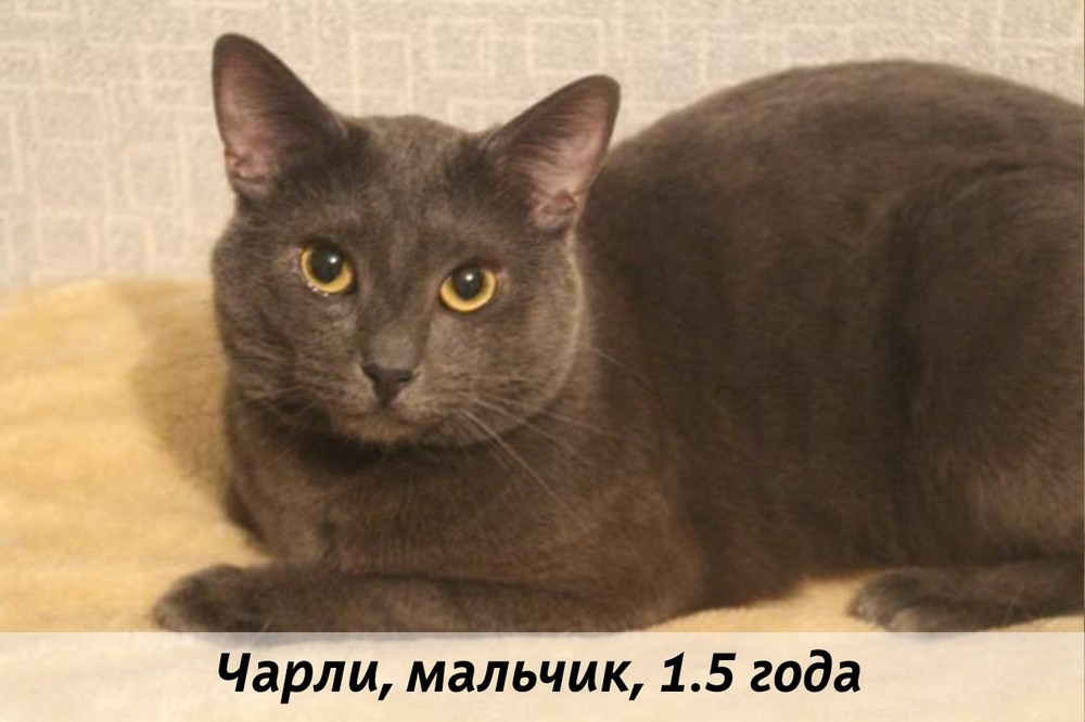 КОТЫ-УЧАСТНИКИ