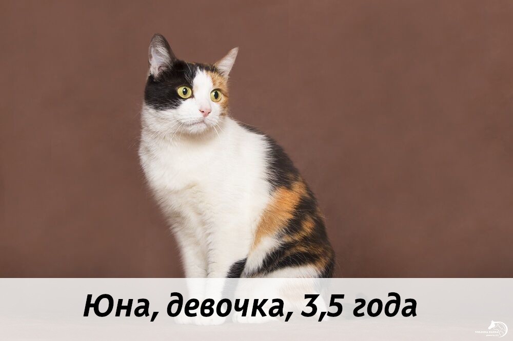 КОТЫ-УЧАСТНИКИ