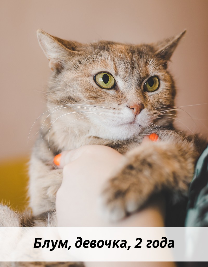 КОТЫ-УЧАСТНИКИ