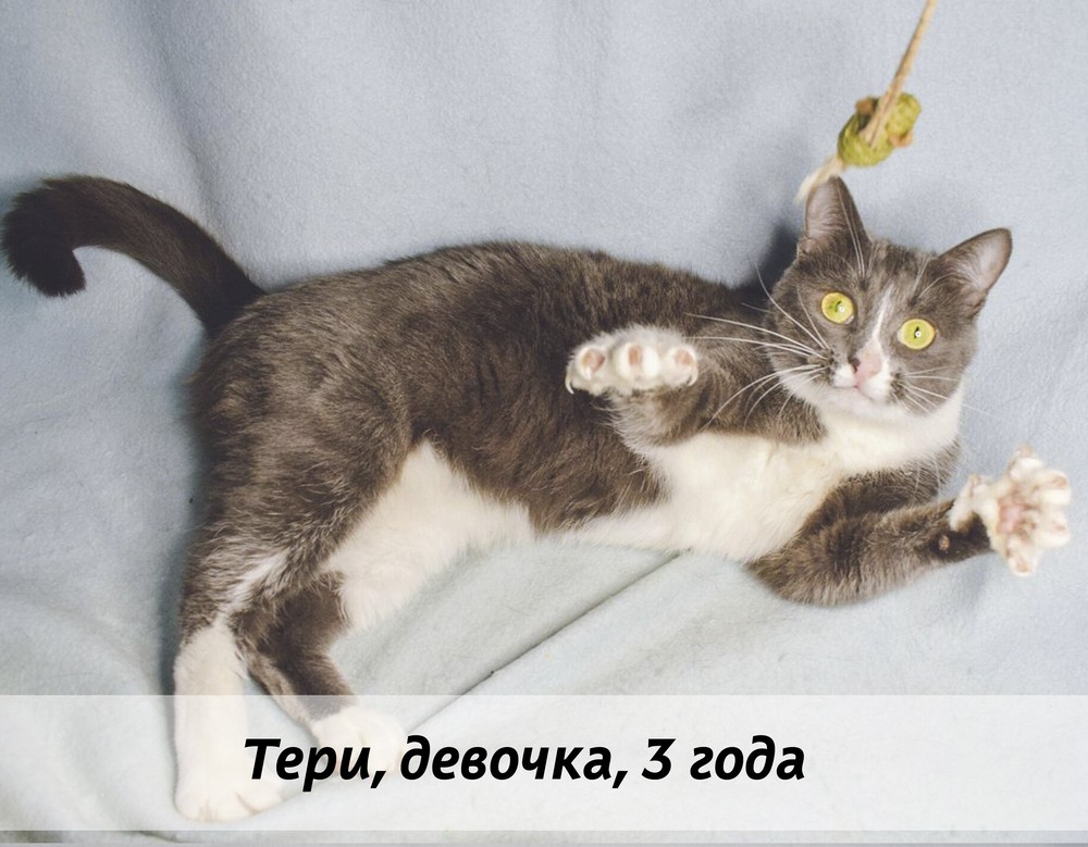 КОТЫ-УЧАСТНИКИ