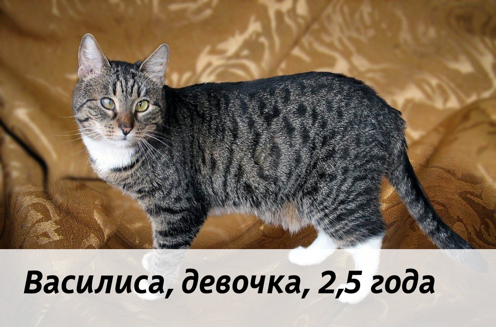 КОТЫ-УЧАСТНИКИ