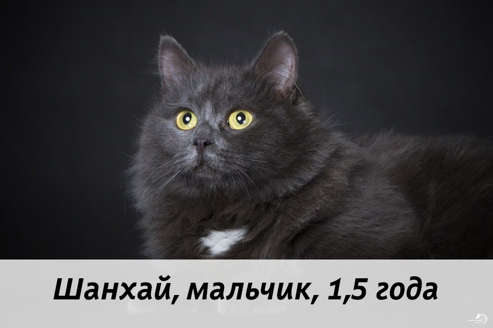КОТЫ-УЧАСТНИКИ