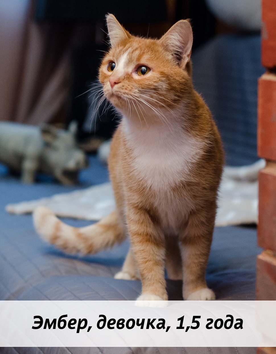 КОТЫ-УЧАСТНИКИ