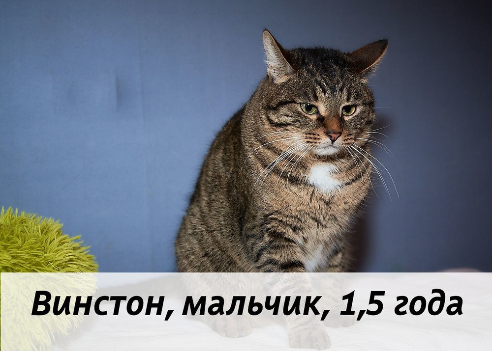 КОТЫ-УЧАСТНИКИ
