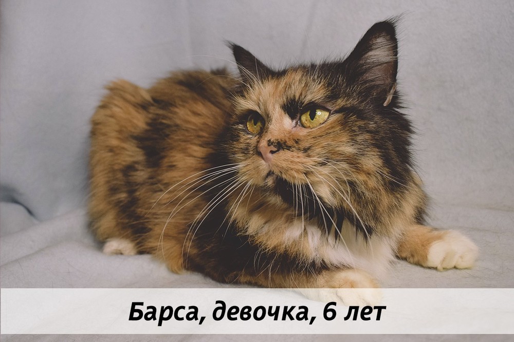 КОТЫ-УЧАСТНИКИ