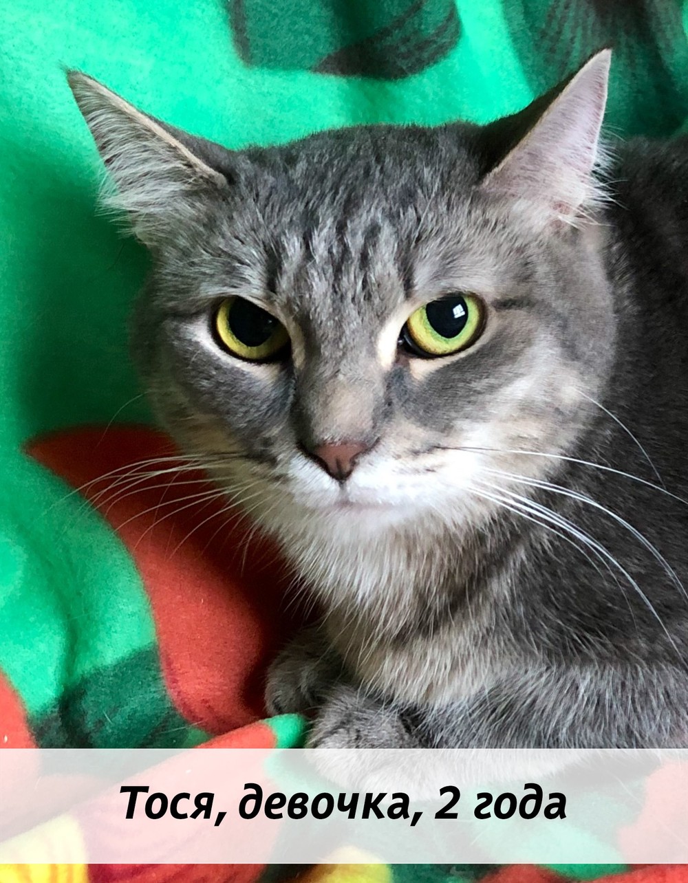 КОТЫ-УЧАСТНИКИ