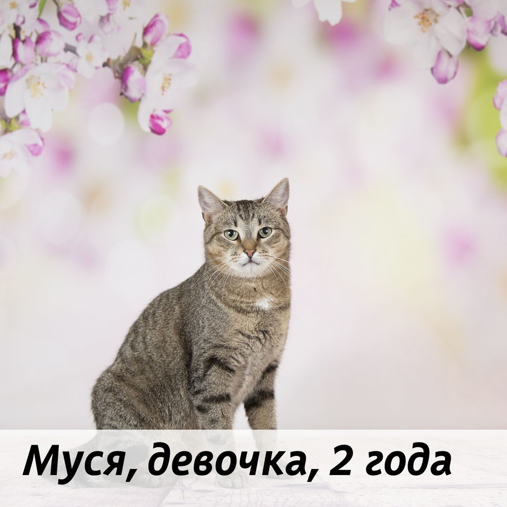 КОТЫ-УЧАСТНИКИ