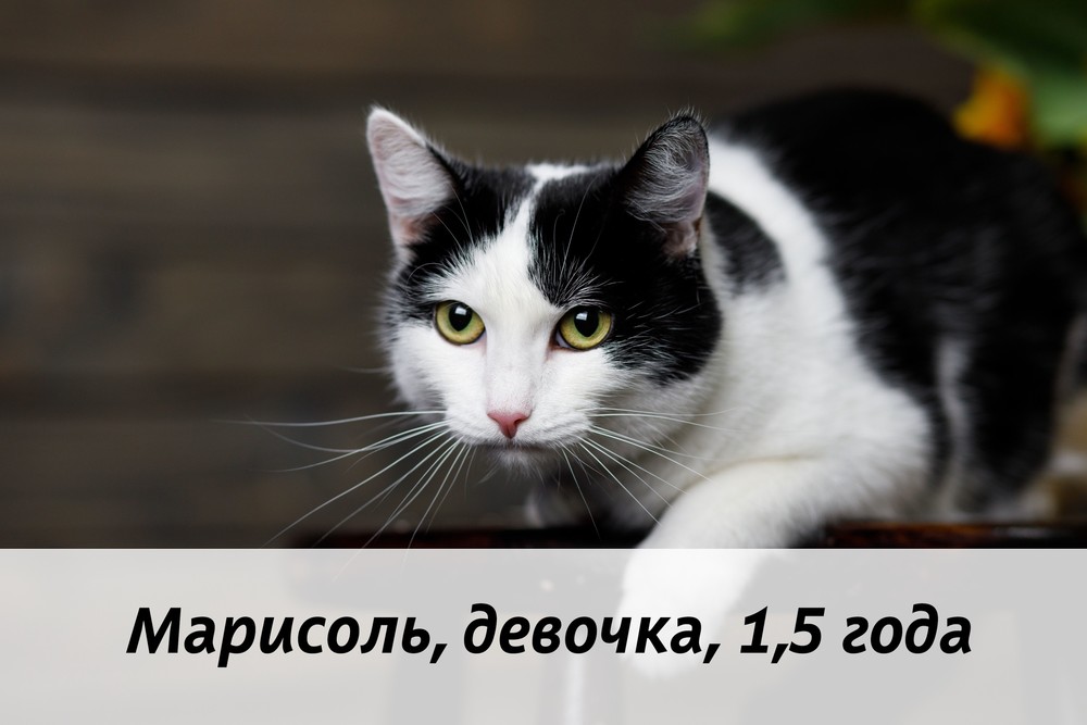 КОТЫ-УЧАСТНИКИ