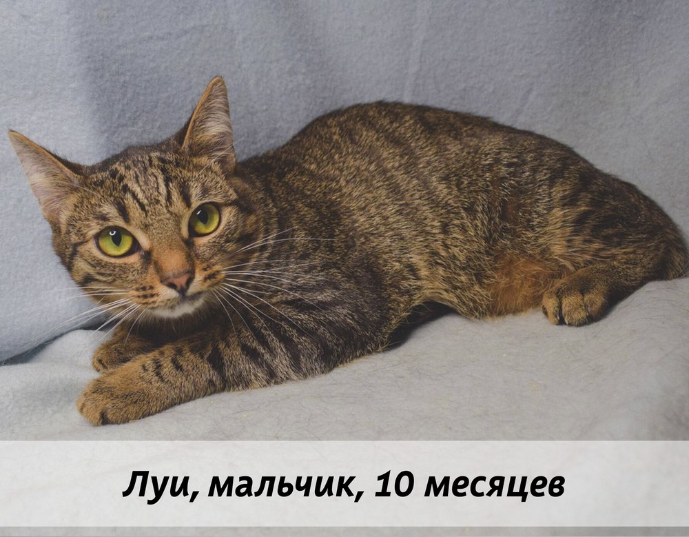 КОТЫ-УЧАСТНИКИ