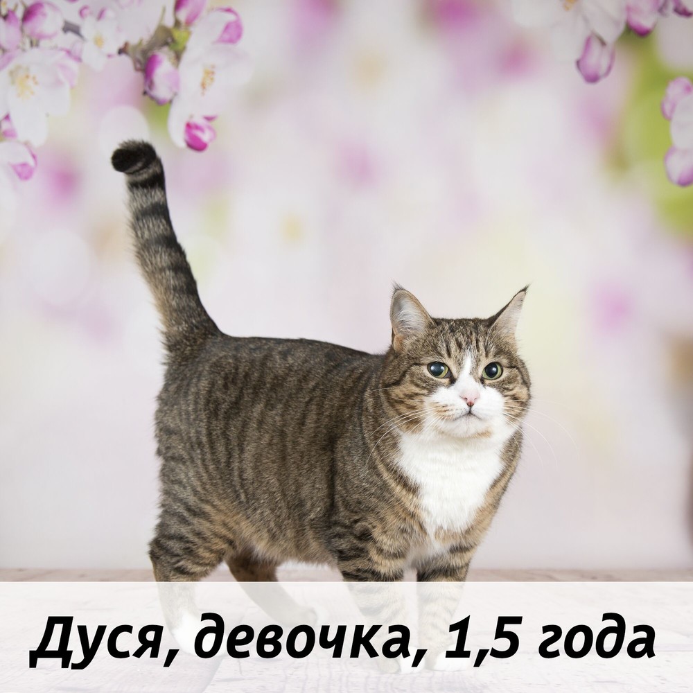 КОТЫ-УЧАСТНИКИ