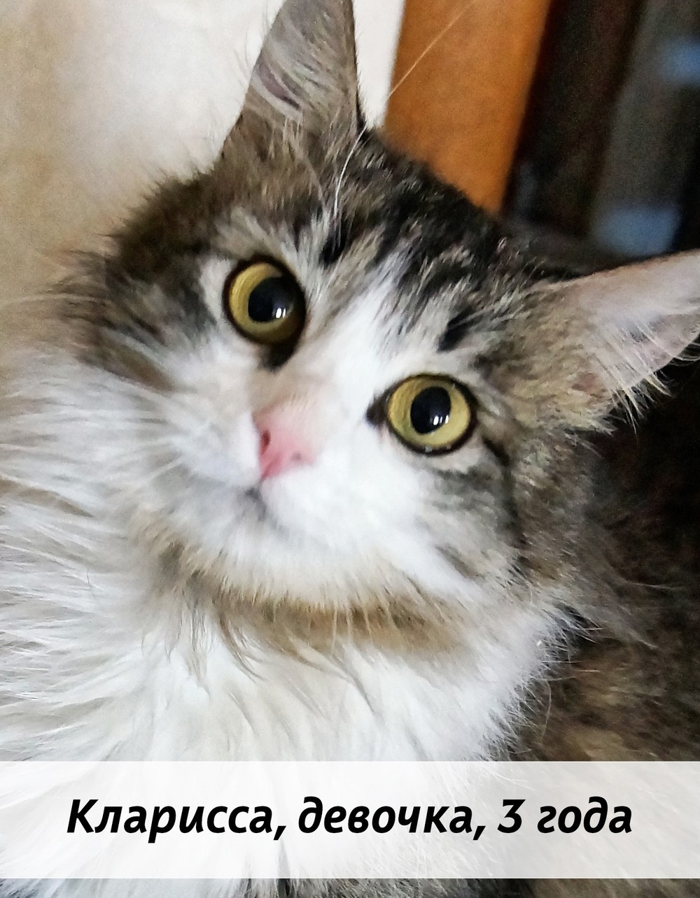 КОТЫ-УЧАСТНИКИ