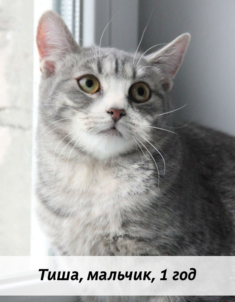 КОТЫ-УЧАСТНИКИ