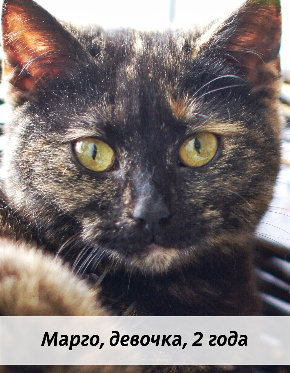 КОТЫ-УЧАСТНИКИ