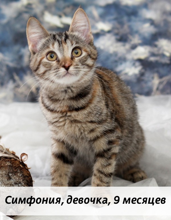 КОТЫ-УЧАСТНИКИ