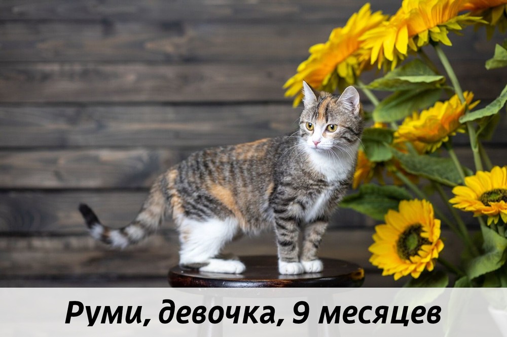 КОТЫ-УЧАСТНИКИ