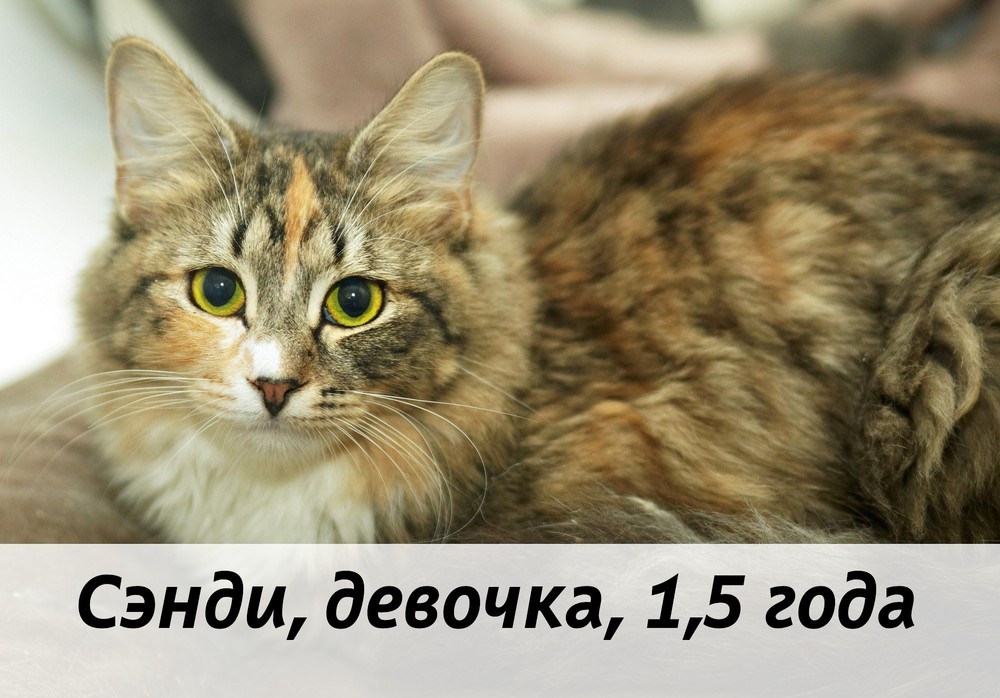 КОТЫ-УЧАСТНИКИ