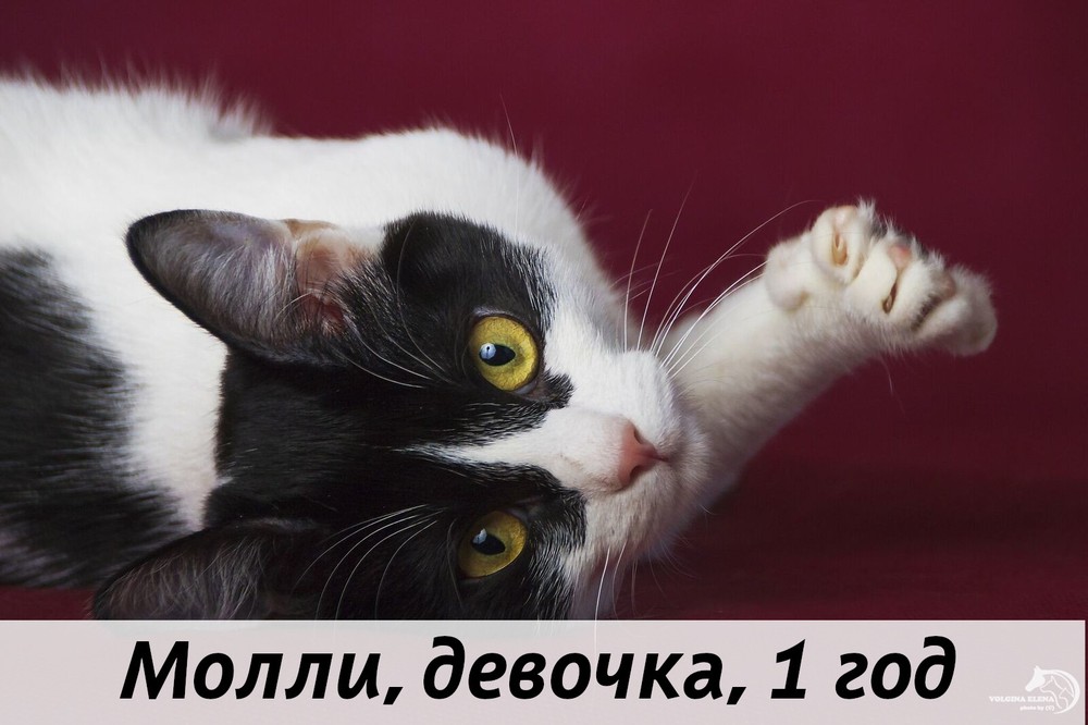КОТЫ-УЧАСТНИКИ