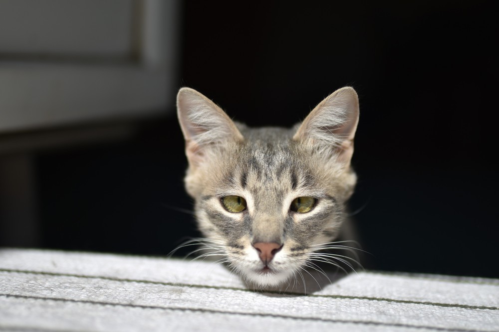 Кося