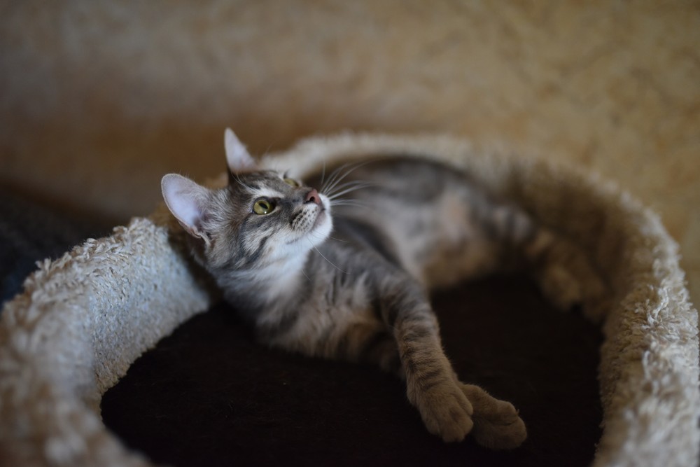 Кося