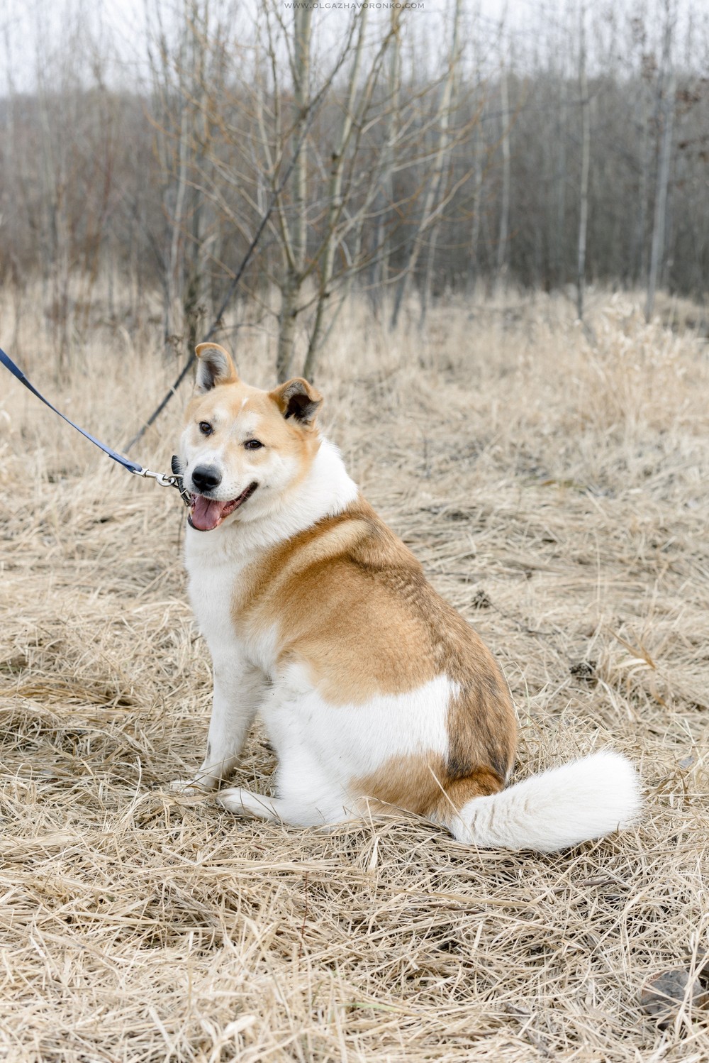 Зефир