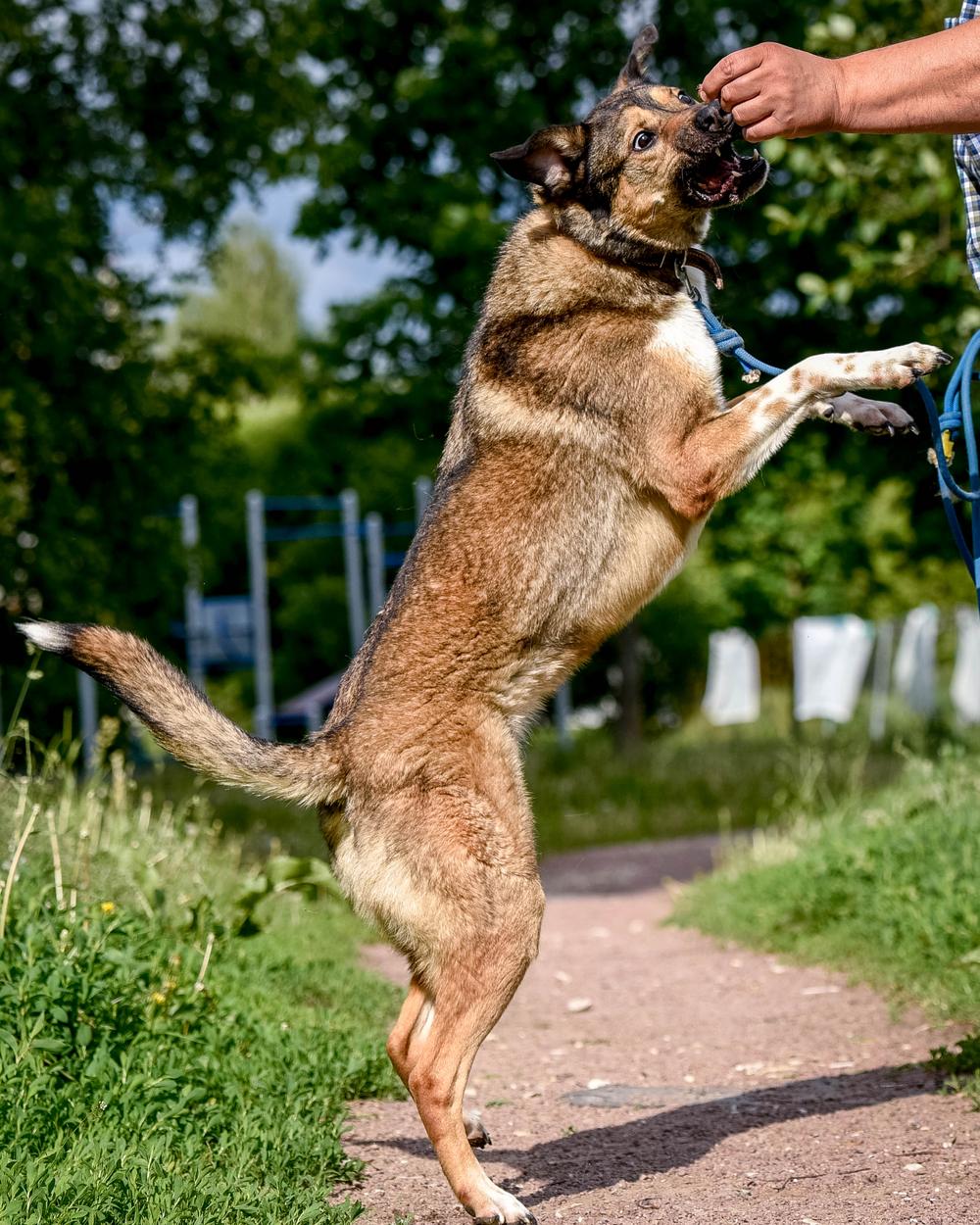 Бим
