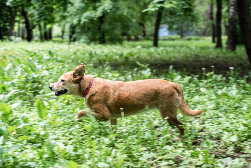 Лиззи