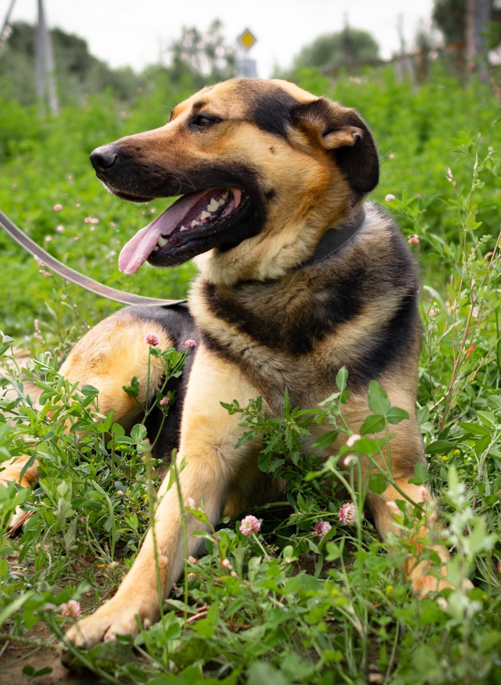 Жужик