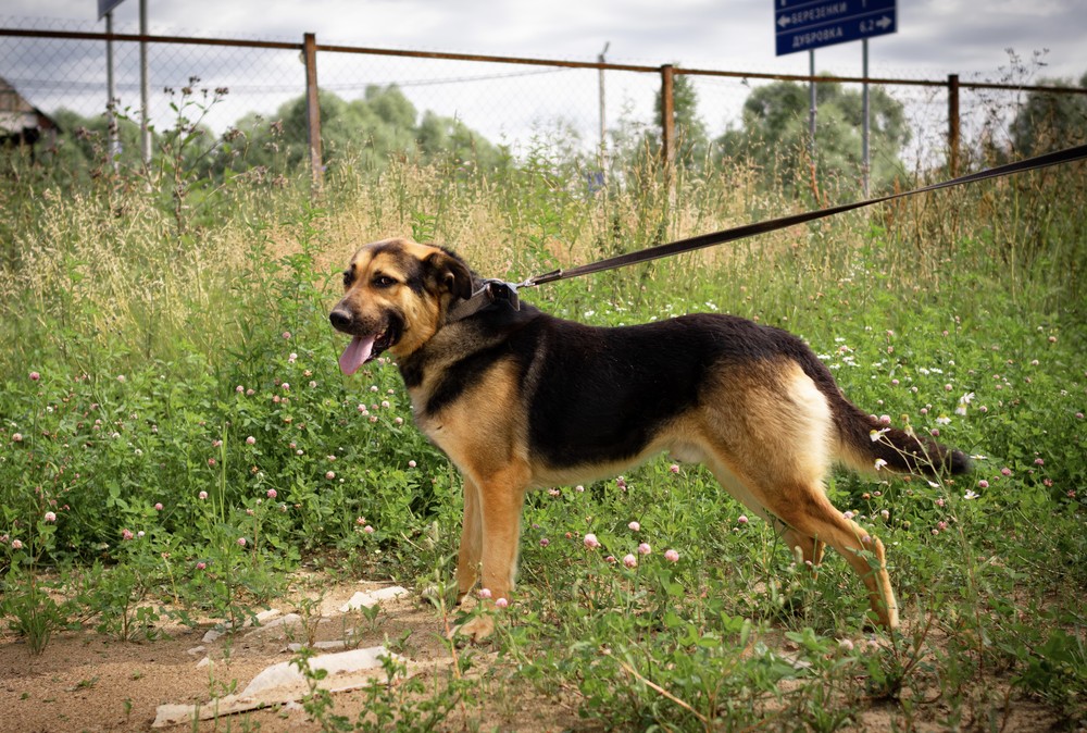 Жужик