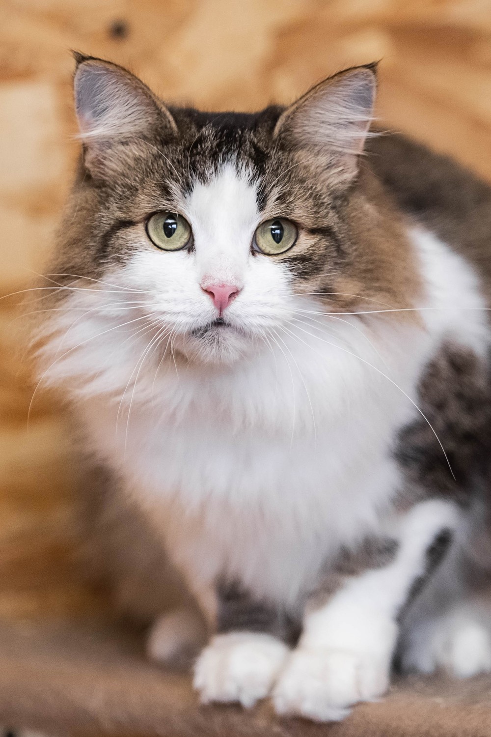 Кот