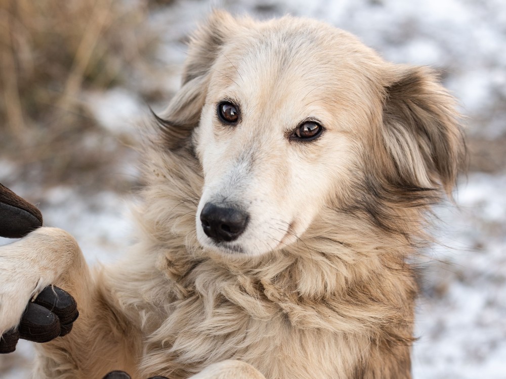 Клаудия