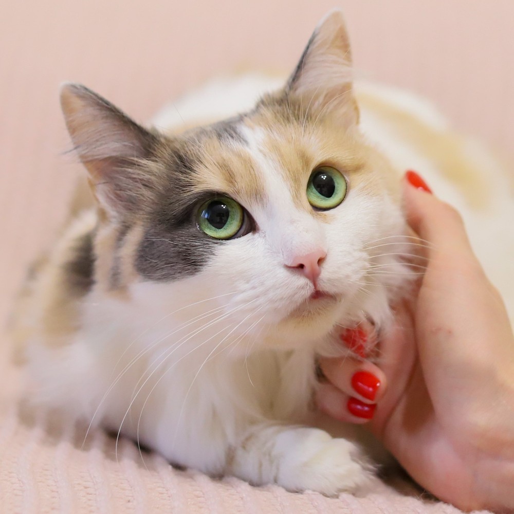 Лиза