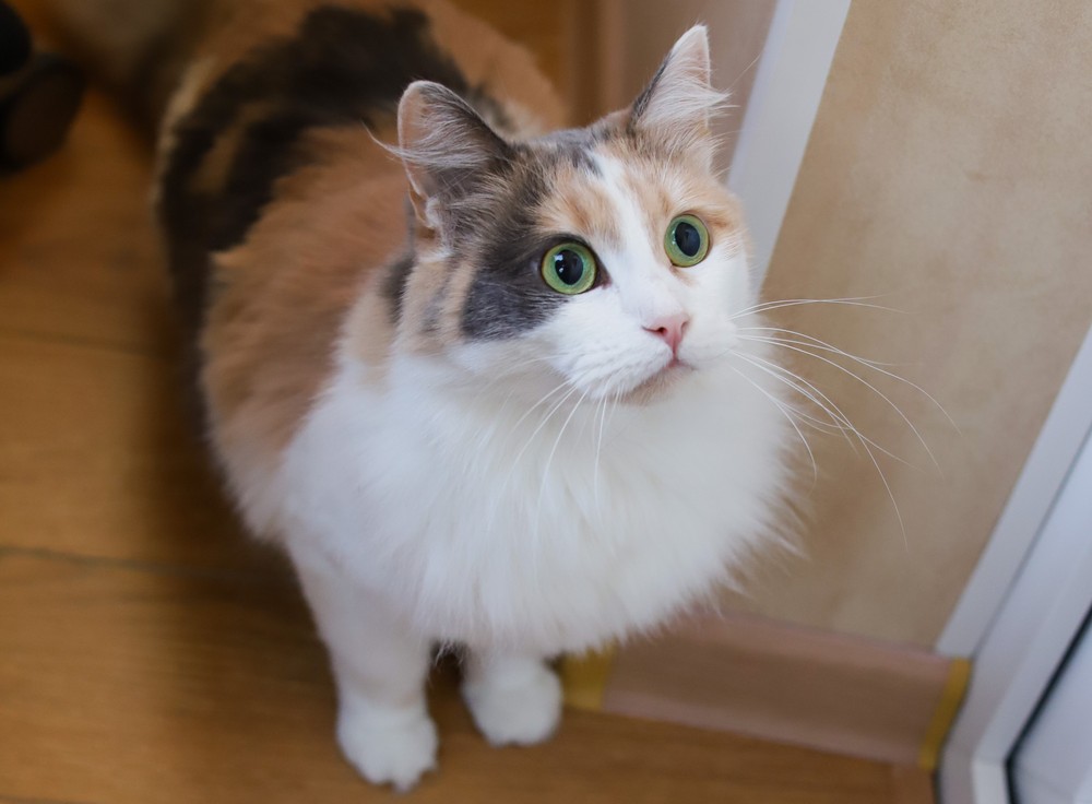 Лиза