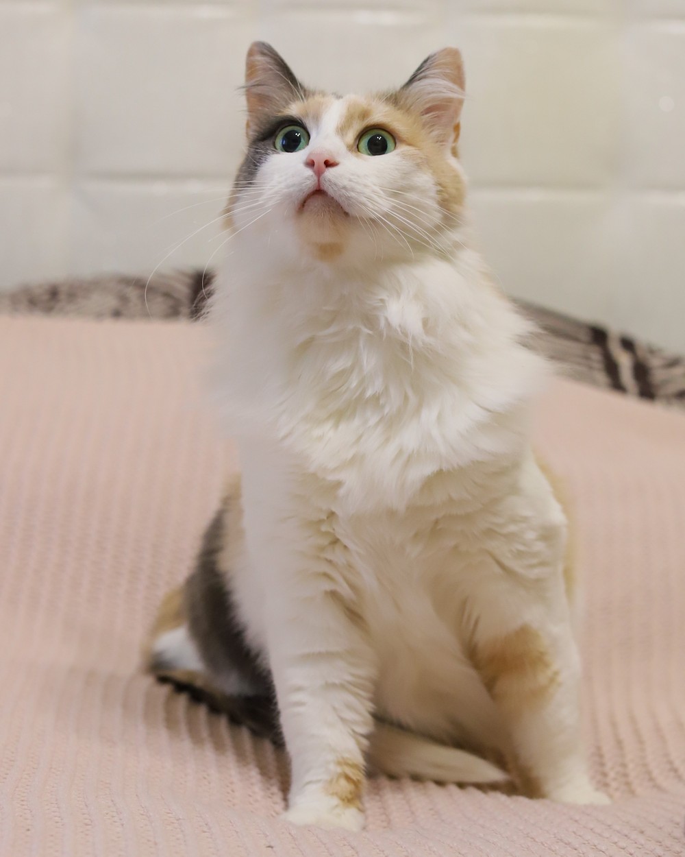 Лиза