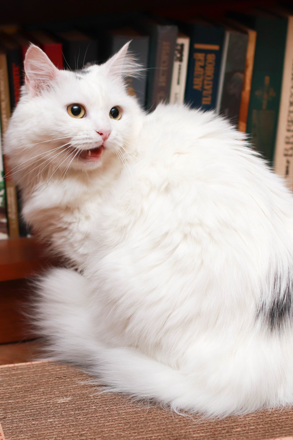 Белла