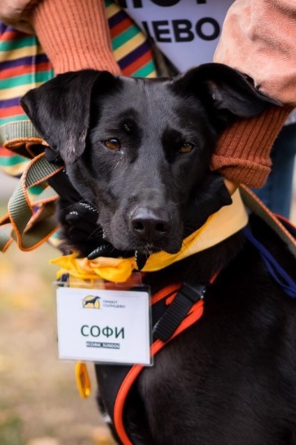 Соня