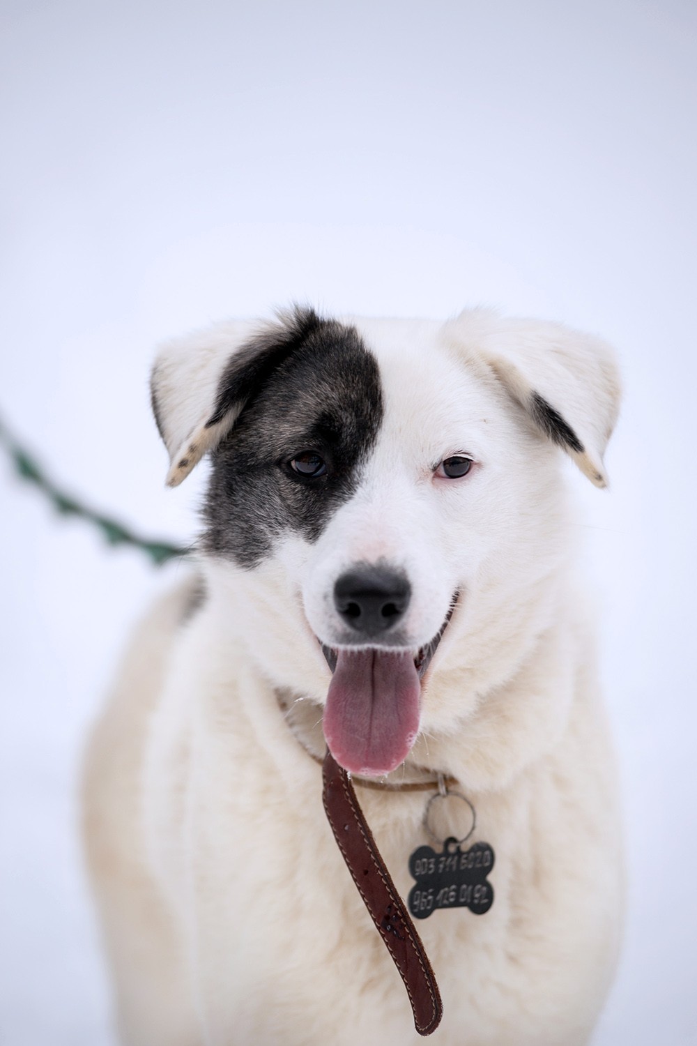 Юка