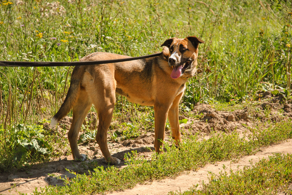 Злата