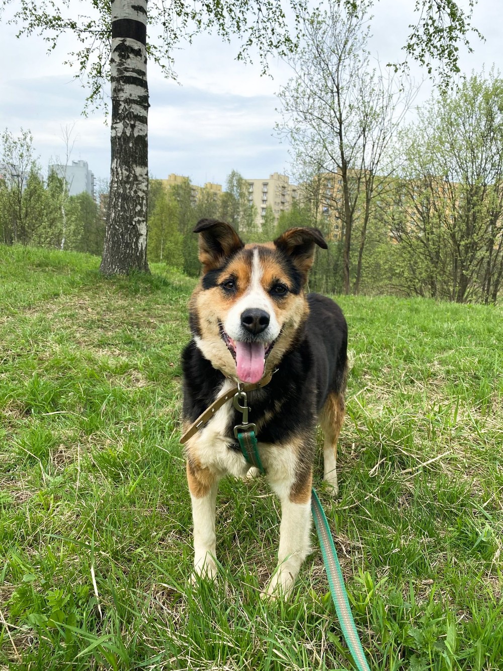 Тиффани 