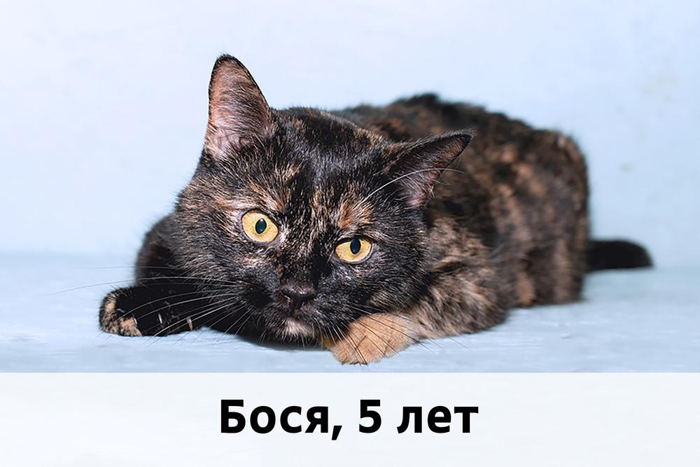 Коты участники МОСКВА
