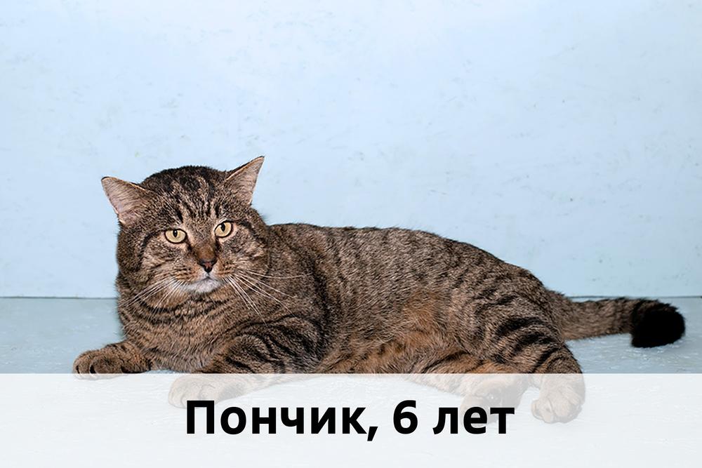 Коты участники МОСКВА
