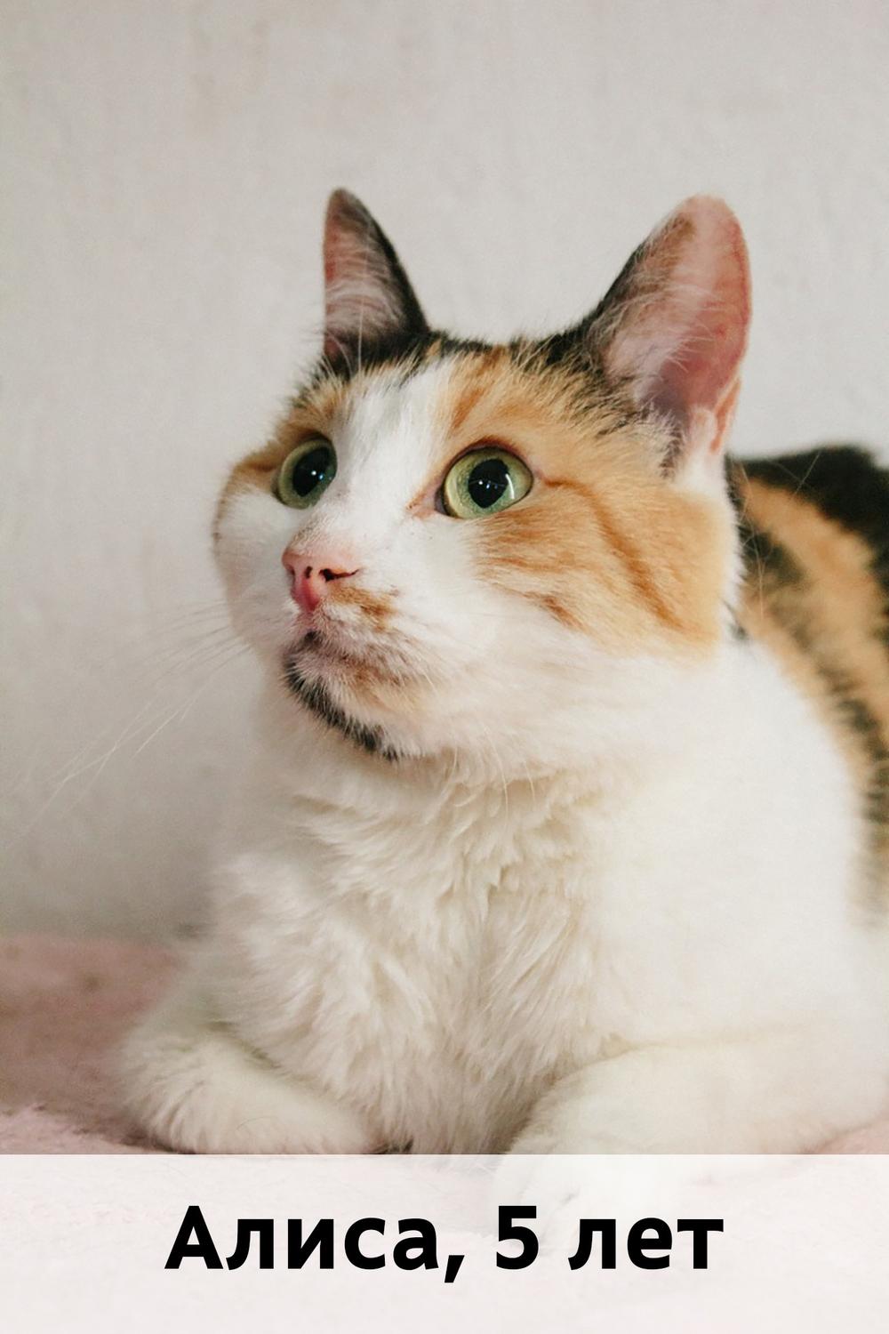 Коты участники МОСКВА