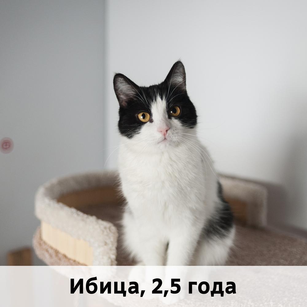 Коты участники МОСКВА