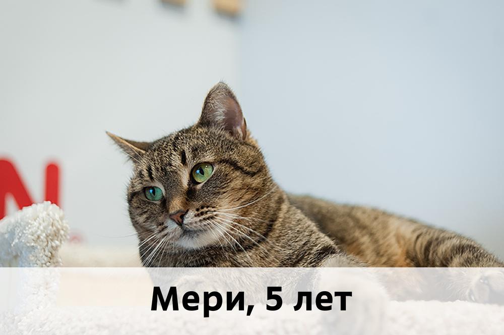 Коты участники МОСКВА