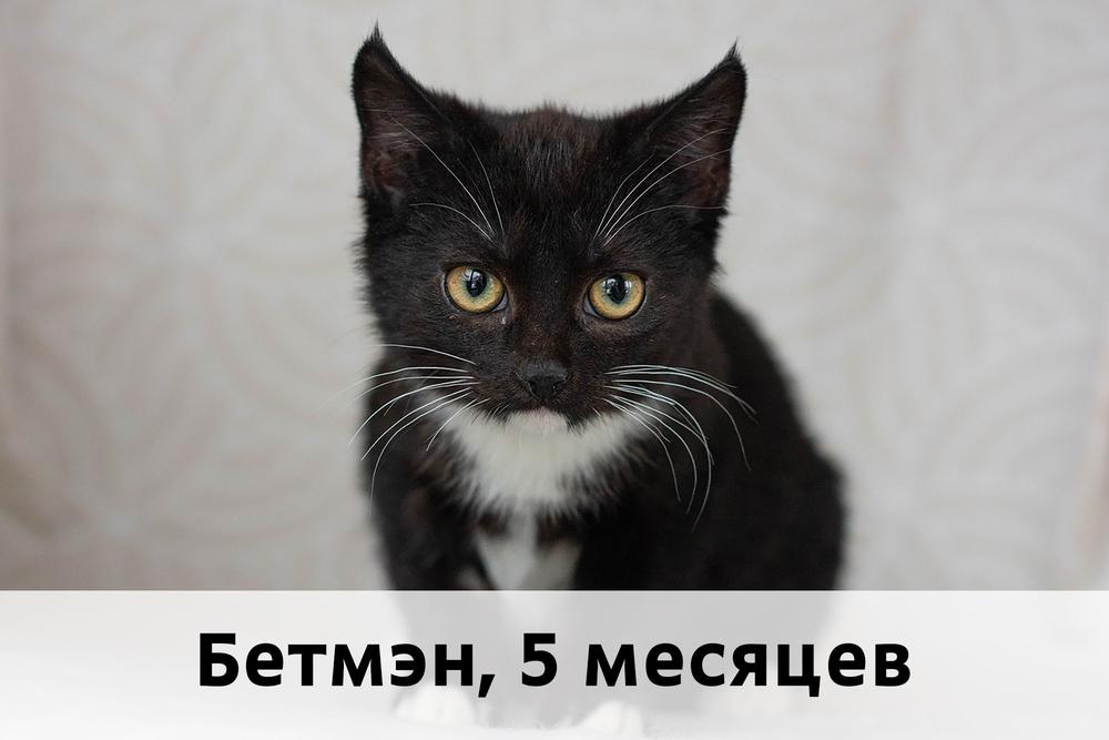 Коты участники МОСКВА