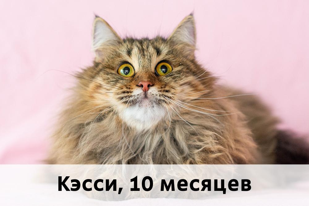 Коты участники МОСКВА