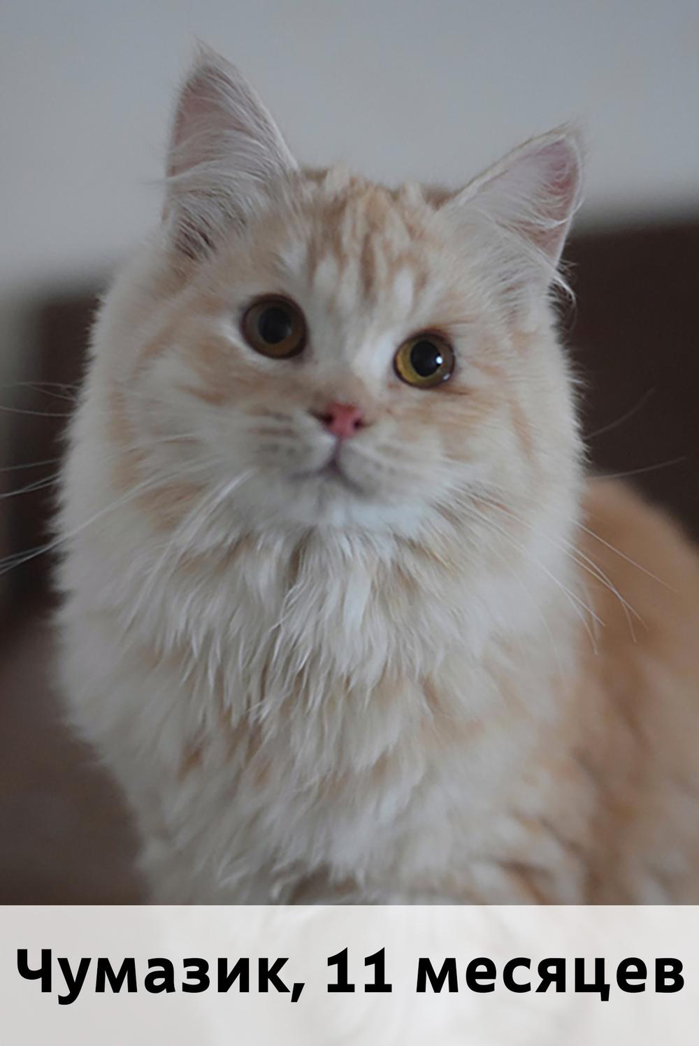 Коты участники МОСКВА