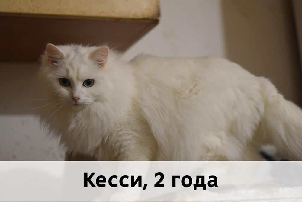 Коты участники МОСКВА