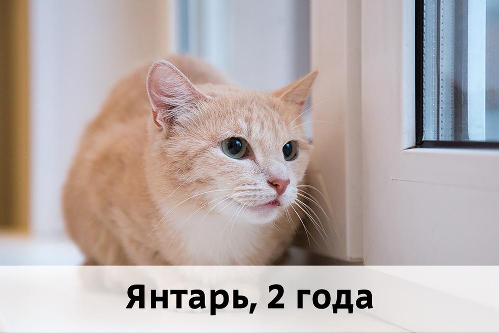 Коты участники МОСКВА