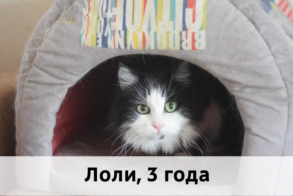 Коты участники МОСКВА